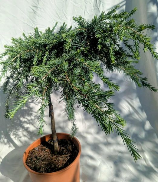 Cedrus deodara 'Feeling Blue' 50cm kmienok
